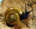 Oxychilus (Morlina)&nbsp;glaber